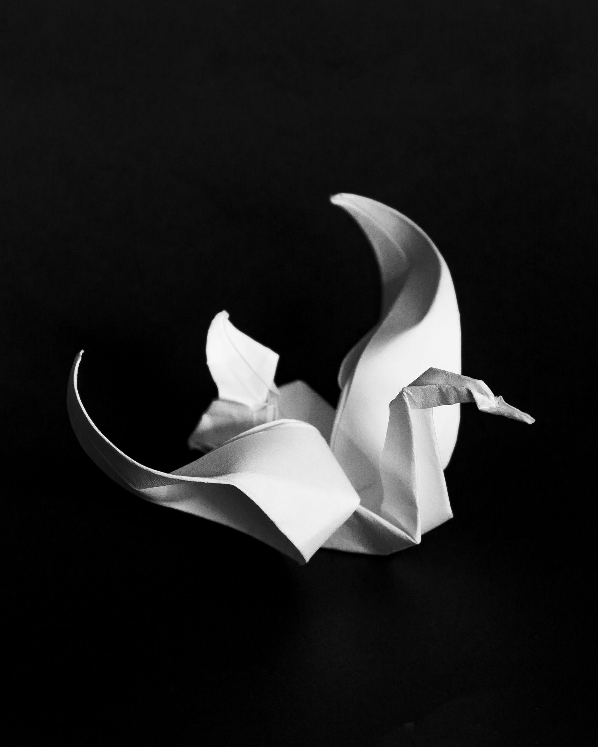 black-and-white swan form photograph before editing